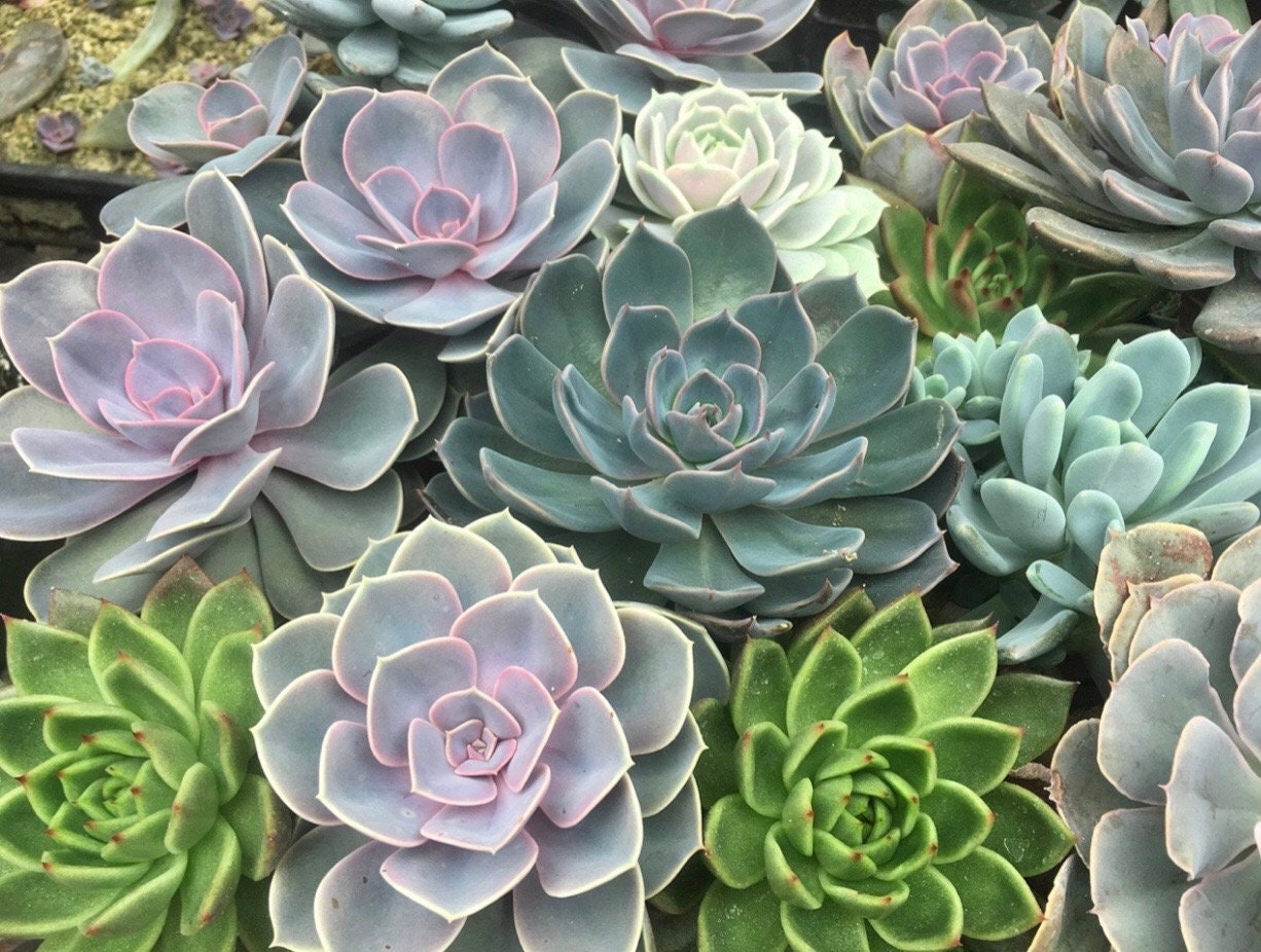 Cactus Blossom CB1 Faded Wood Necklace: one of a kind ombré gemstone necklace inspired by west coast blooming cactus, small-batch series