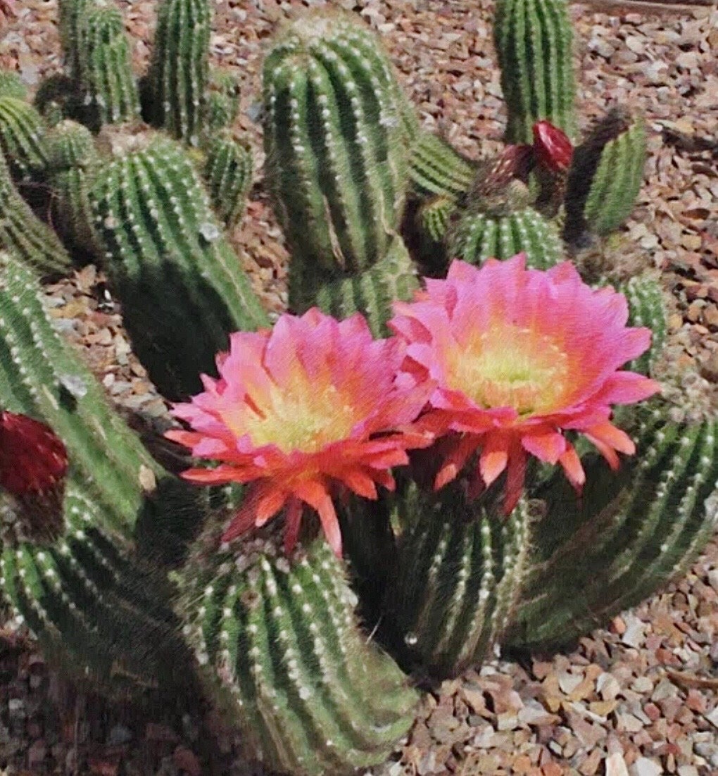 Cactus Blossom CB3 Fuchsia Cool Necklace: one of a kind ombré gemstone necklace inspired by west coast blooming cactus, series